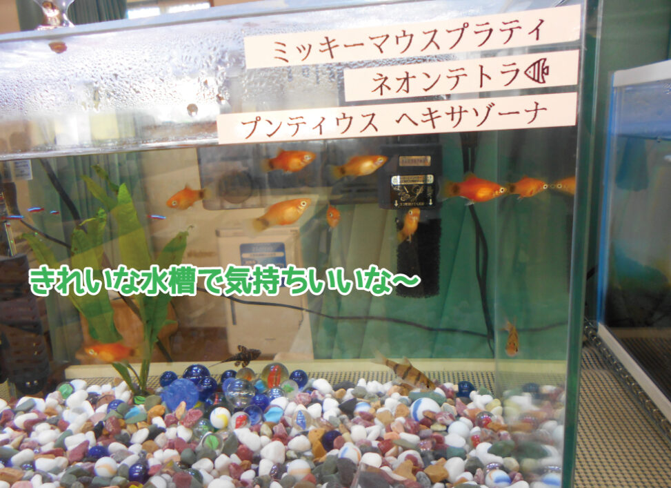 アイキャッチ-　メダカと熱帯魚の飼育(たじはや）